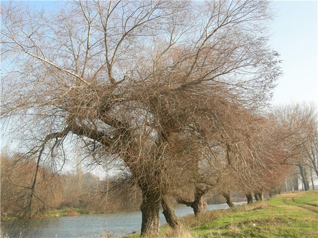arčilend
